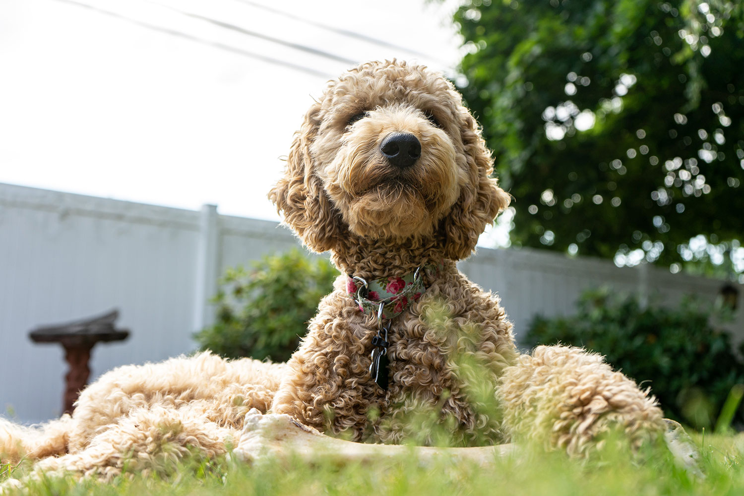 Dog laying in grass